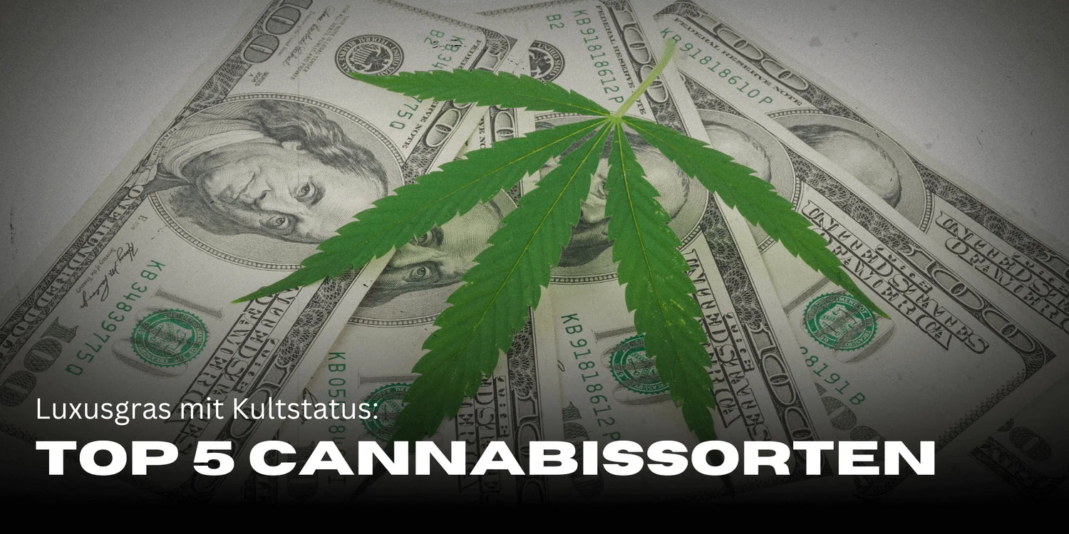 As Strains de Cannabis mais caras
