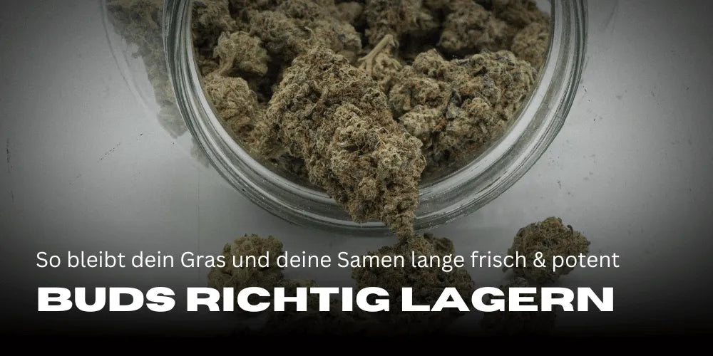 Cannabis goed bewaren: Zo blijven je wiet en zaden lang vers en potent