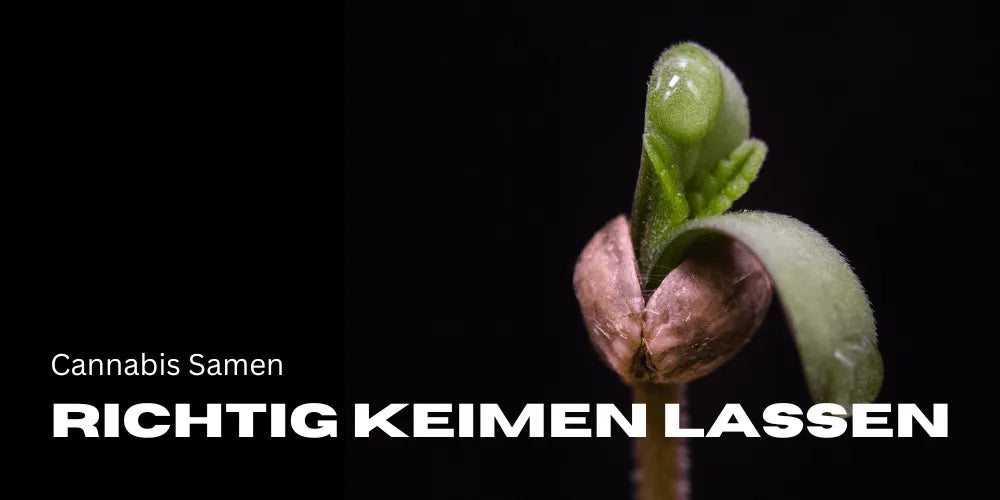 How to properly germinate cannabis seeds