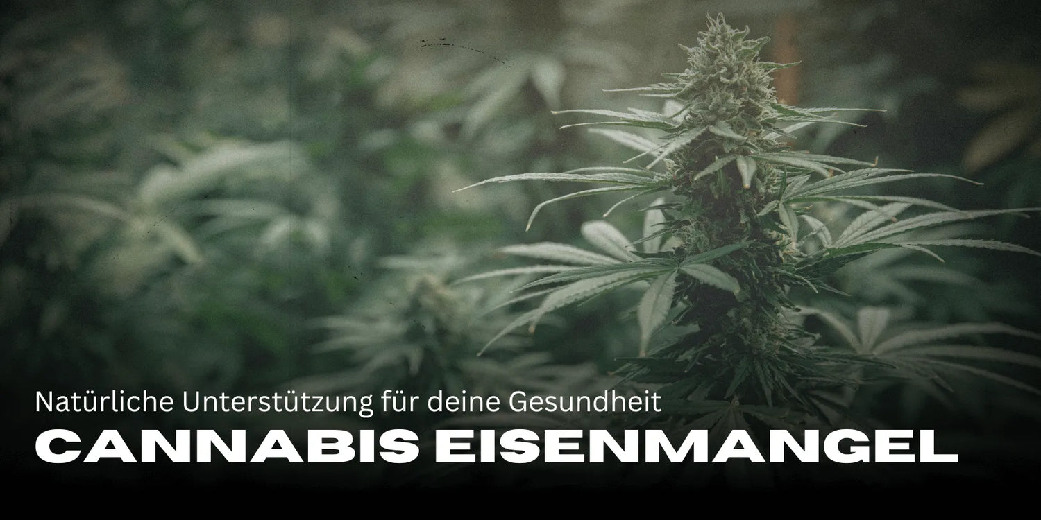 Cannabis for Iron Deficiency: Natural Support for Your Health - Smagro GmbH
