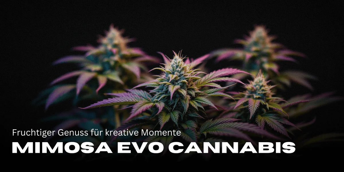 Mimosa Evo Cannabis: Sabor frutado para momentos criativos