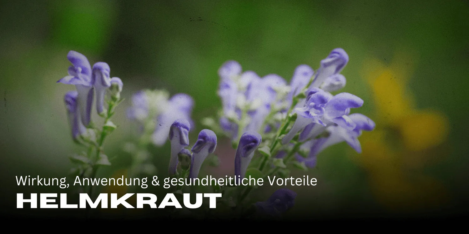 Helmkraut: Efectos, uso y beneficios para la salud
