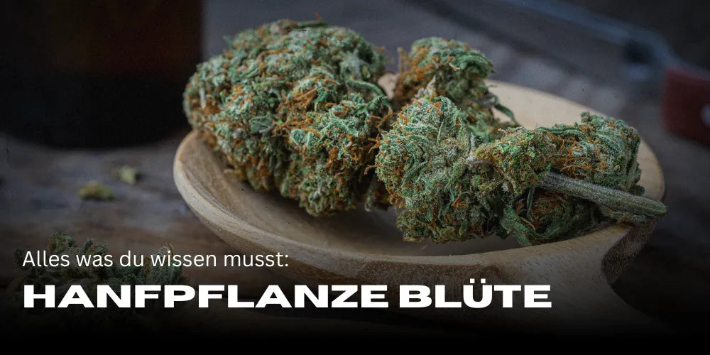 Flor da planta de Cannabis: Tudo o que precisas de saber-Smagro GmbH