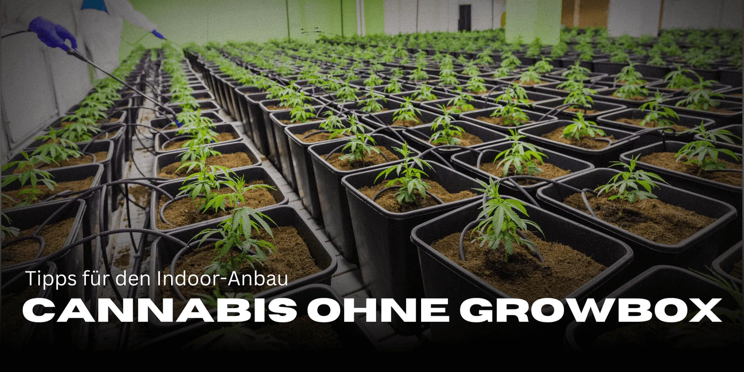 Cultiver du Cannabis sans Growbox