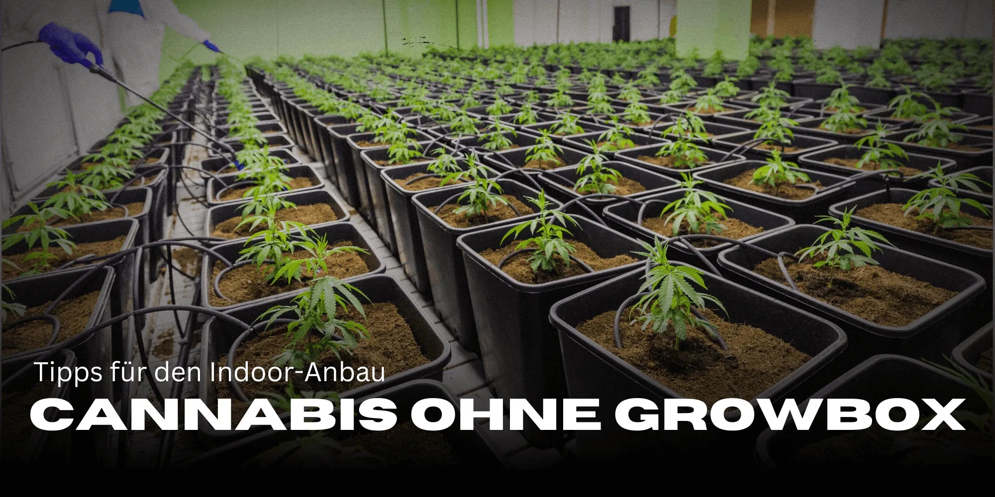 Growing cannabis without a grow box