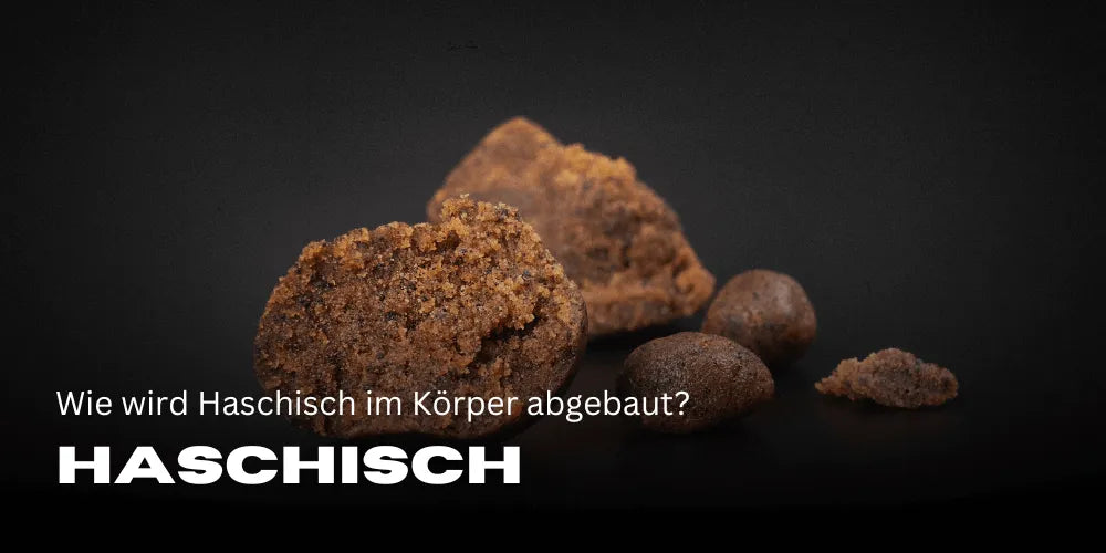 ¿Cómo se descompone el hachís en el cuerpo?