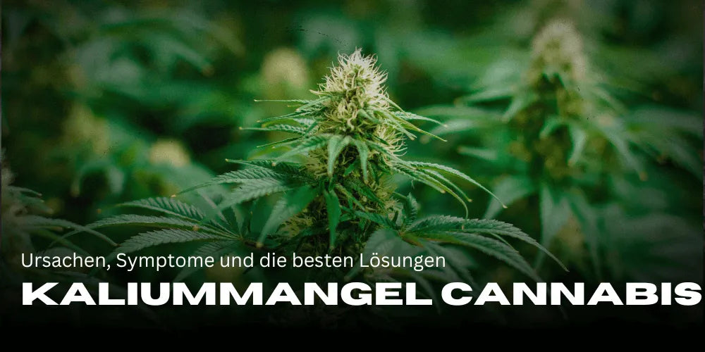 cannabis carence en potassium, plantes de Cannabis sous les projecteurs