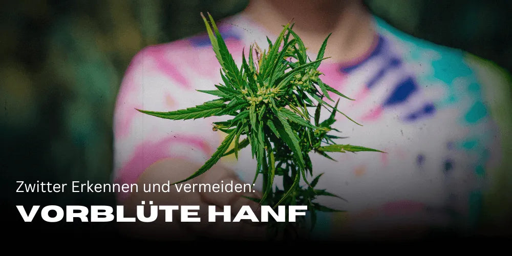 Elővirágzású kender: hogyan ismerd fel és kerüld el a hímnős növényeket – Smagro GmbH