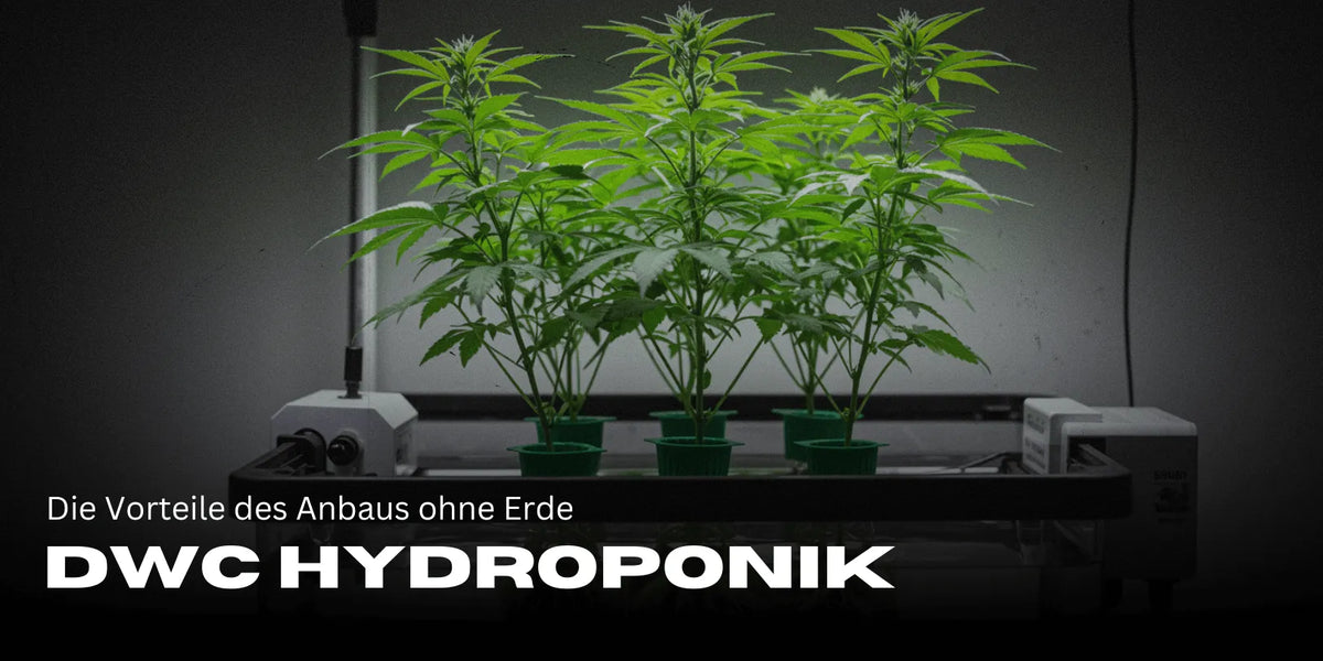 DWC Hydroponics: The Advantages of Soil-Free Cultivation