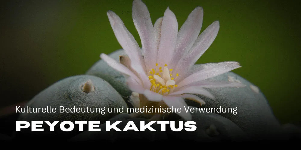Peyote Cacto: Significado cultural e uso medicinal