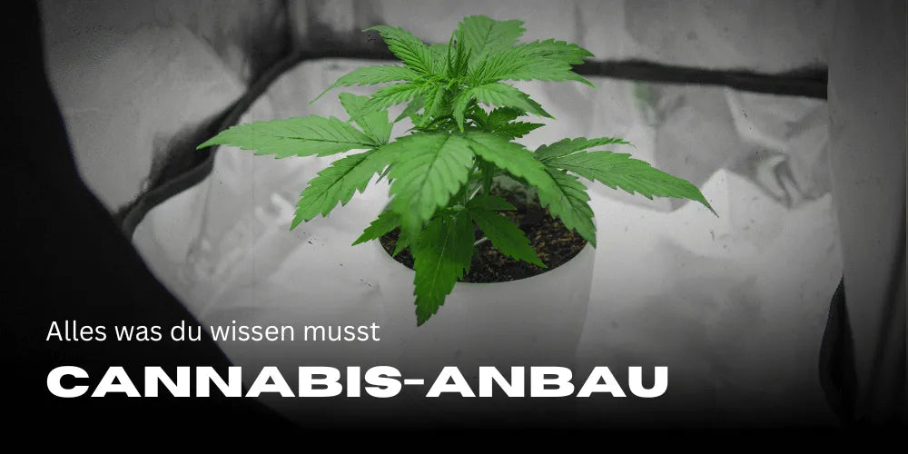 Cultivo de Cannabis: Tudo o que precisas de saber