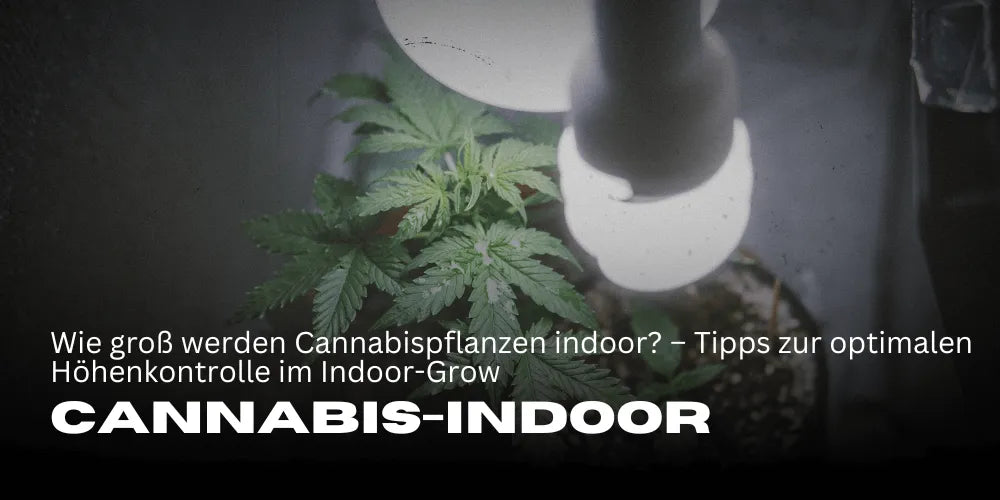 How tall do cannabis plants grow indoors? – Tips for optimal height control in indoor cultivation