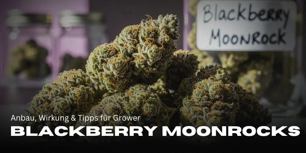 Blackberry Moonrocks: A Strain with Punch – Cultivation, effects & Tips for Growers