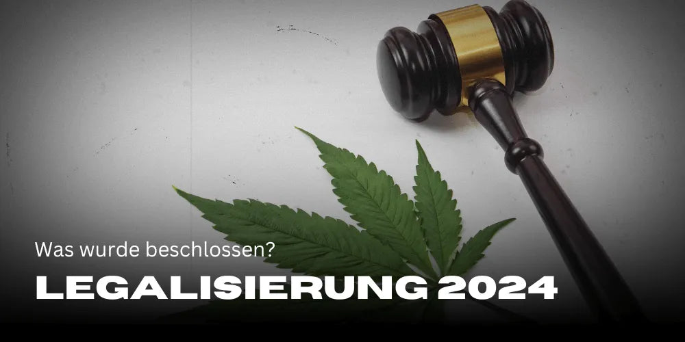 Cannabis-Légalisation 2024