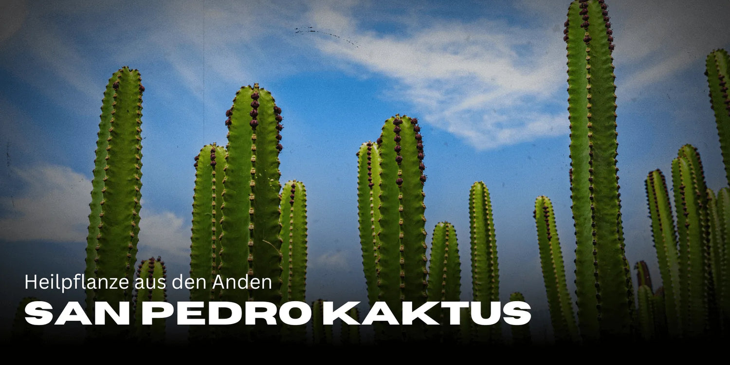 San Pedro kaktusz