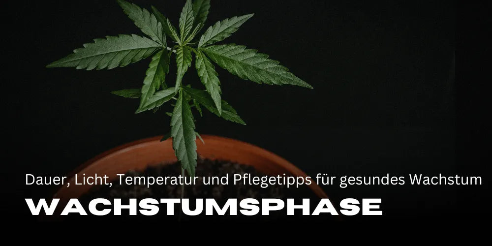 A kannabisz növények növekedési fázisa: időtartam, fény, hőmérséklet és ápolási tippek az egészséges növekedéshez