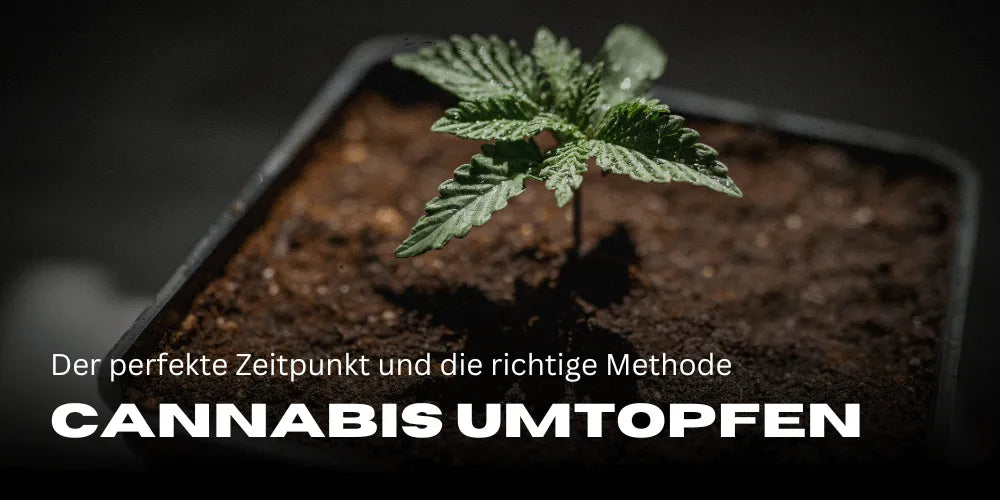 Kannabisz átültetése: a tökéletes időpont és a helyes módszer