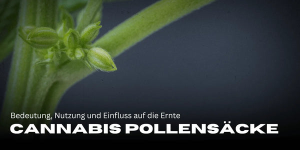 Cannabis pollen sacs: meaning, use, and impact on the harvest