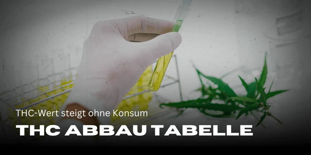 A THC-érték emelkedik fogyasztás nélkül: THC-COOH lebomlási táblázat