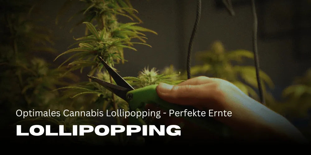 Lollipopping de Cannabis Óptimo - Colheita Perfeita