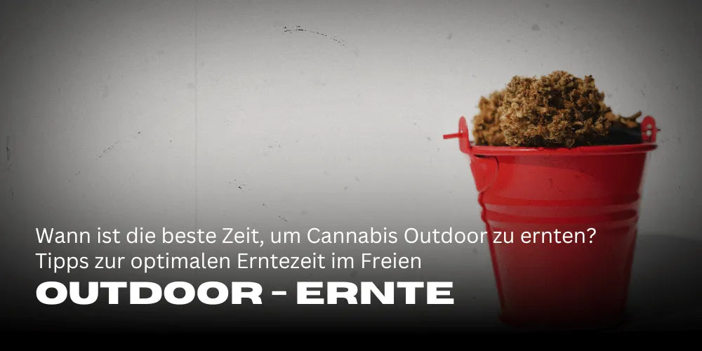 When is the best time to harvest cannabis outdoors? Tips for the optimal outdoor harvest time