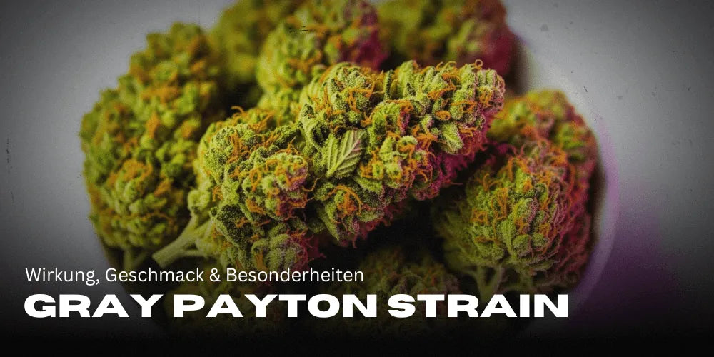 Gray Payton fajta: Hatás, íz és különlegességek