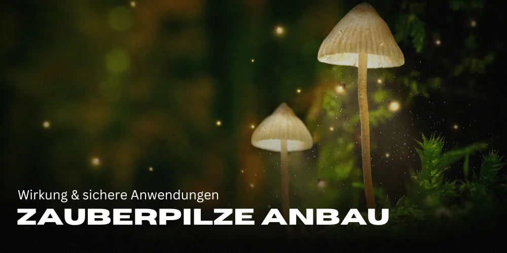 Magic Mushrooms: Cultivation, effects & safe applications 🍄✅