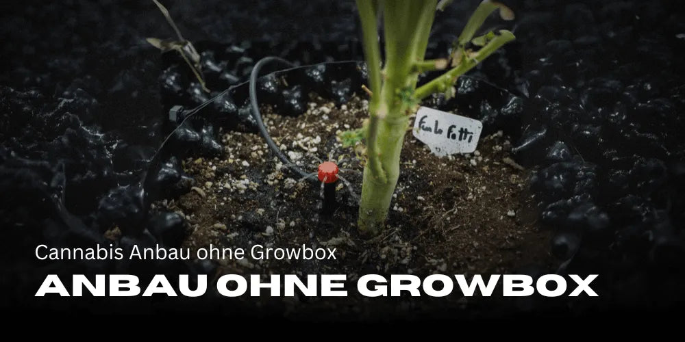Cultivo de cannabis sin caja de cultivo