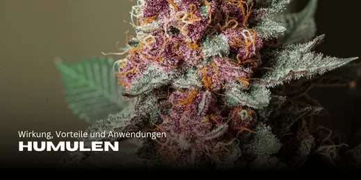 Humuleno. Variedad de cannabis en primer plano y enfoque