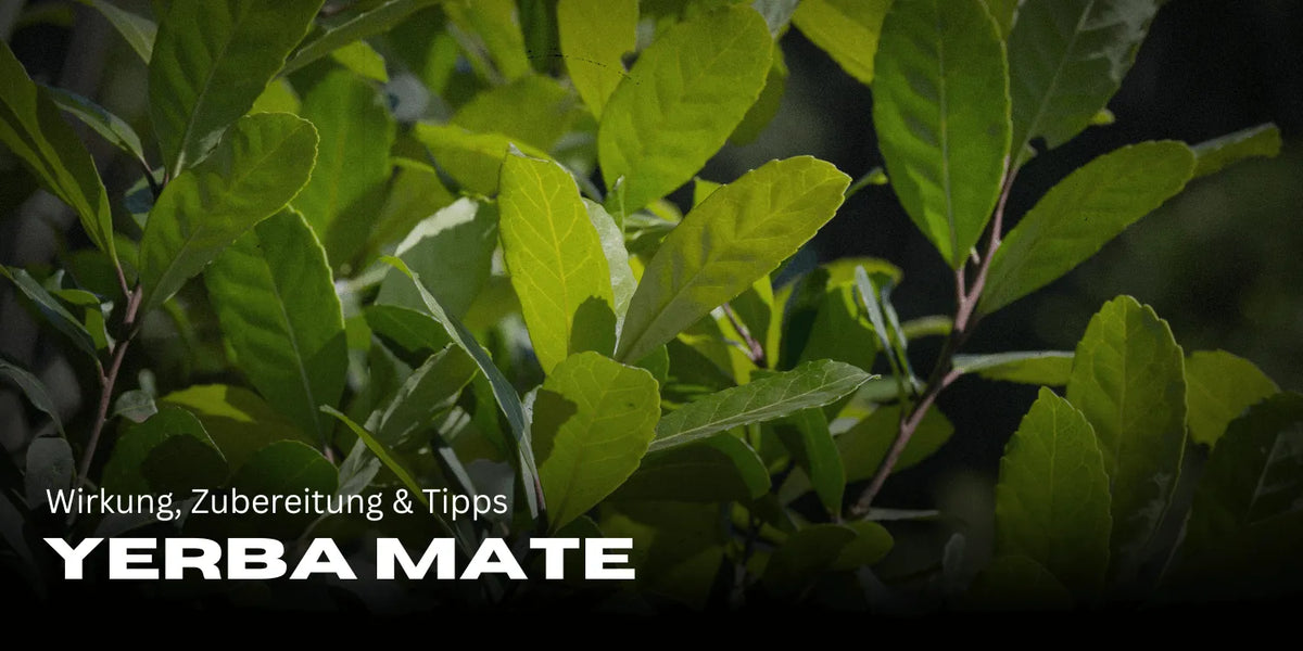 Yerba Mate: Efeitos, preparação e dicas para mais energia