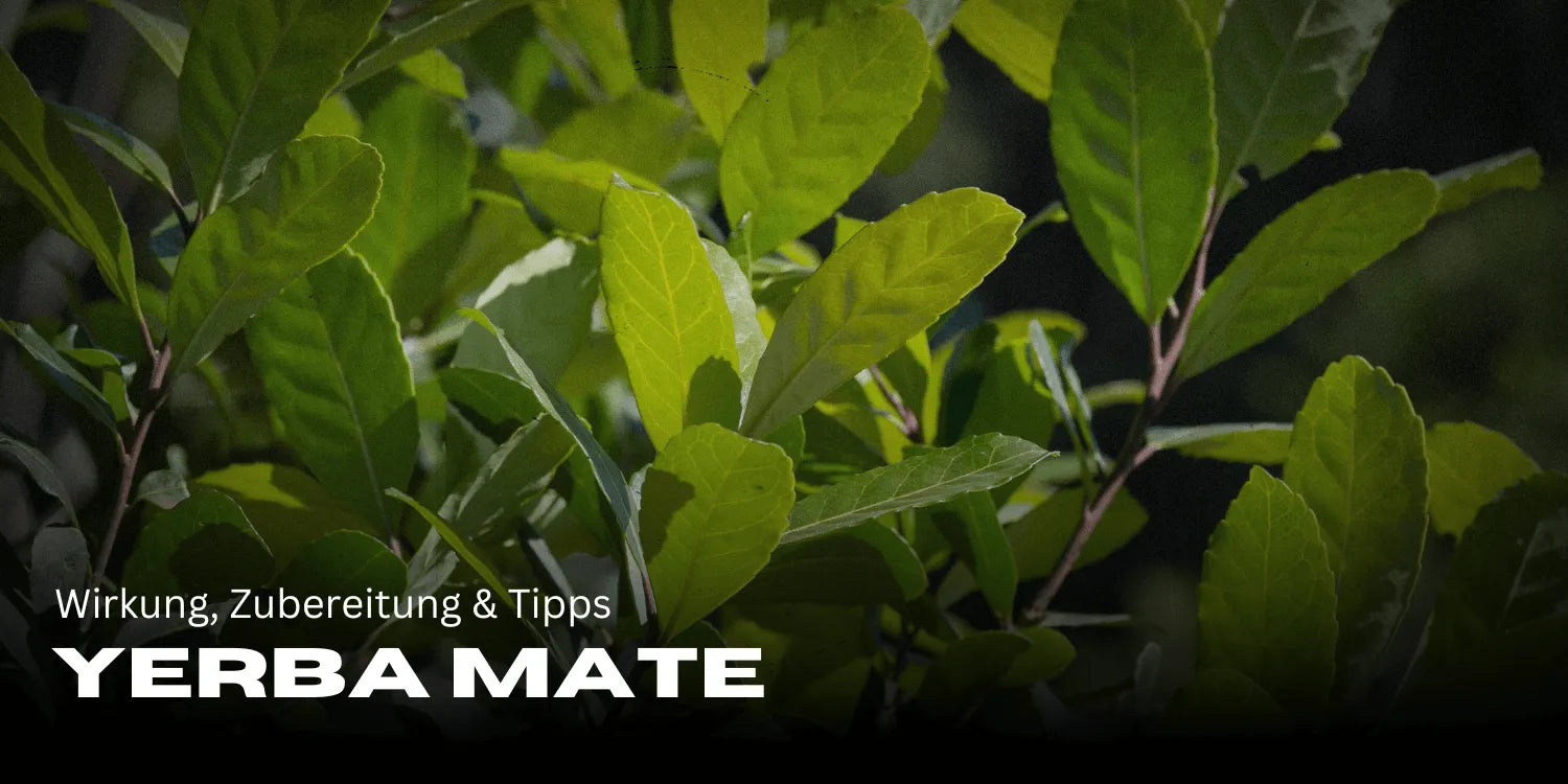 Yerba Mate: Efeitos, preparação e dicas para mais energia
