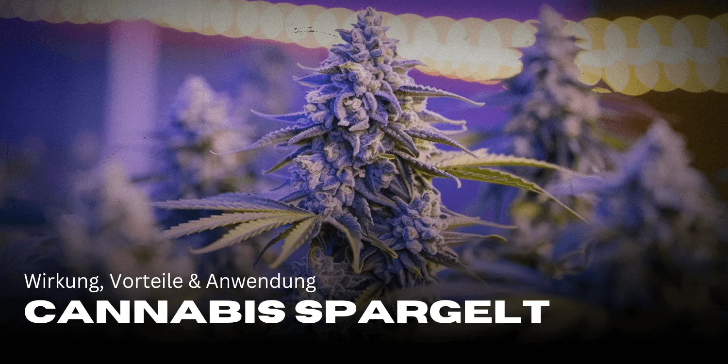 Spargelt de canabis: efect, avantaje și utilizare pe scurt 🌿-Smagro GmbH
