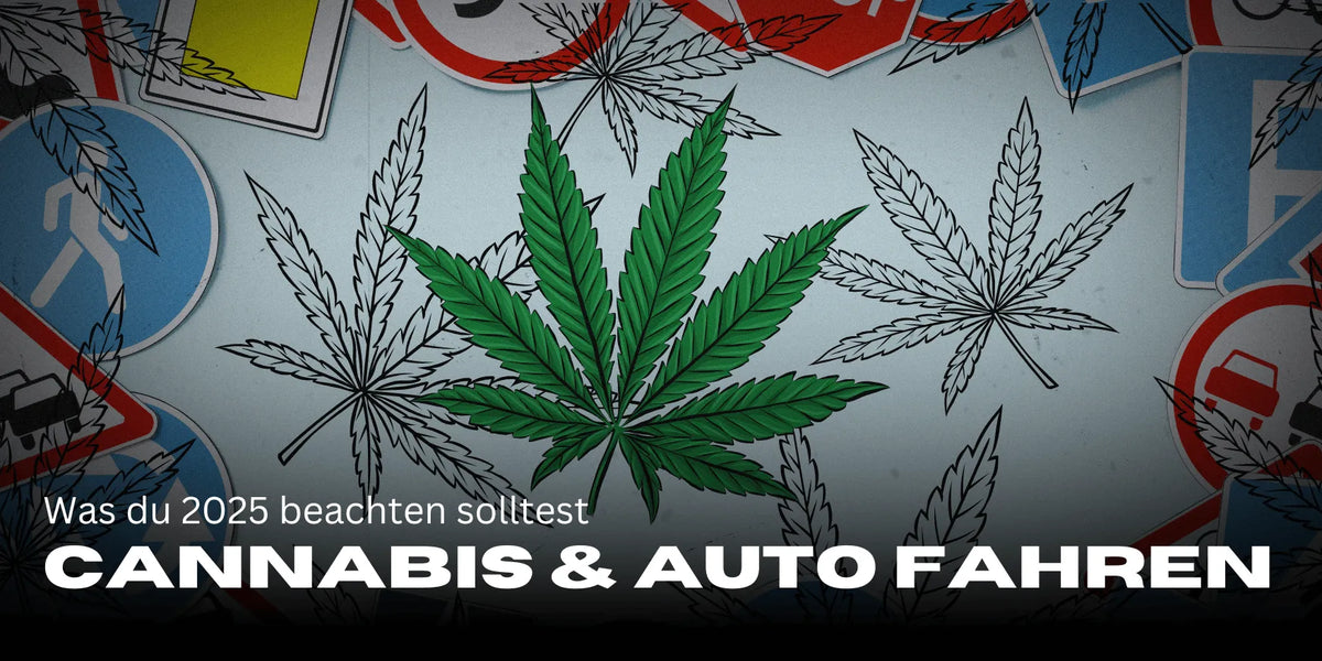 Pacientes de cannabis y licencia de conducir 2025