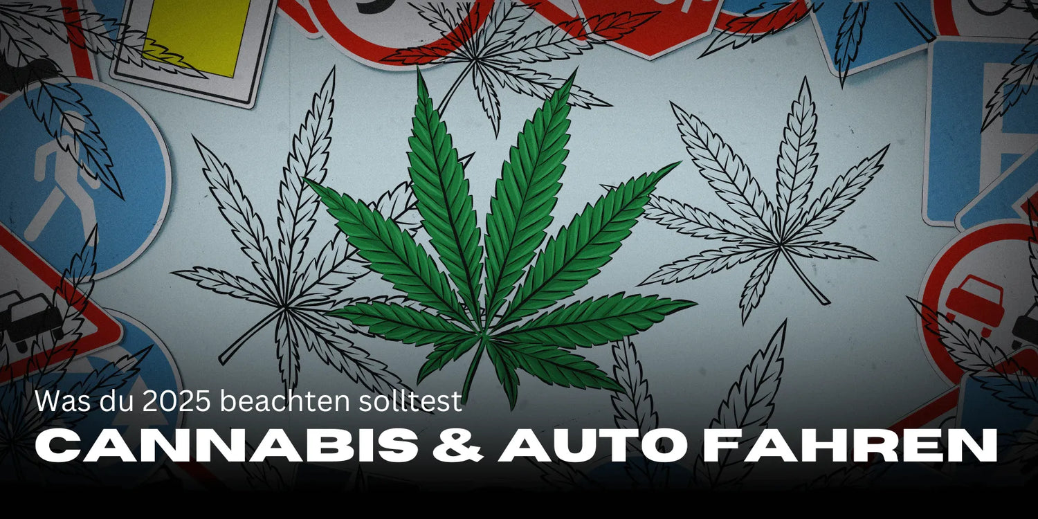 Pacientes de cannabis y licencia de conducir 2025