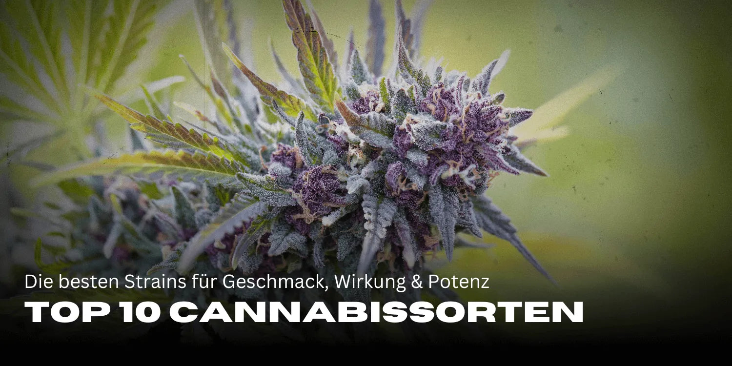Top 10 Cannabis Strains: The Best Strains for Flavor, Effects & Potency - Smagro GmbH