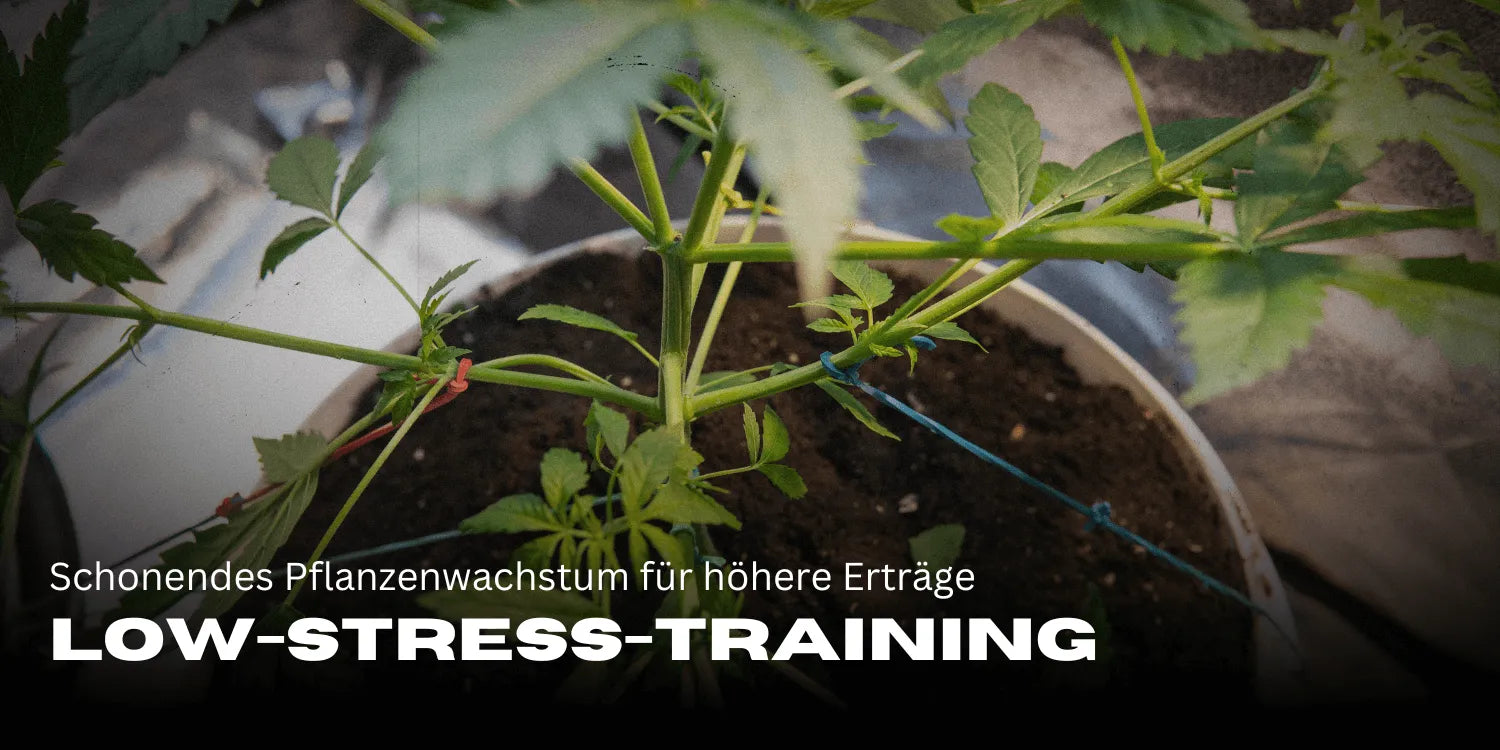 Instrukcja Low-Stress-Training (LST): Delikatny wzrost roślin dla wyższych plonów-Smagro GmbH
