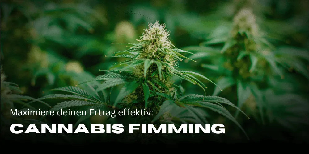 Cannabis Fimming: Maximize Your Yield Effectively - Smagro GmbH