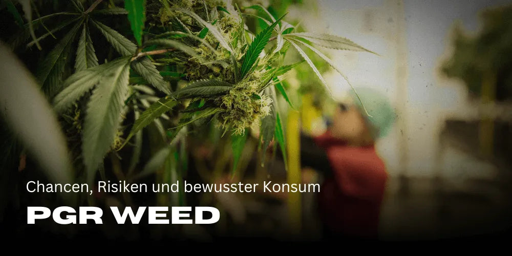 Marihuana PGR: Oportunidades, riesgos y consumo consciente
