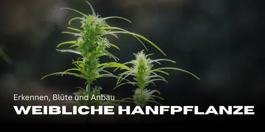 Identifying Female Hemp Plants, Flowering, and Cultivation