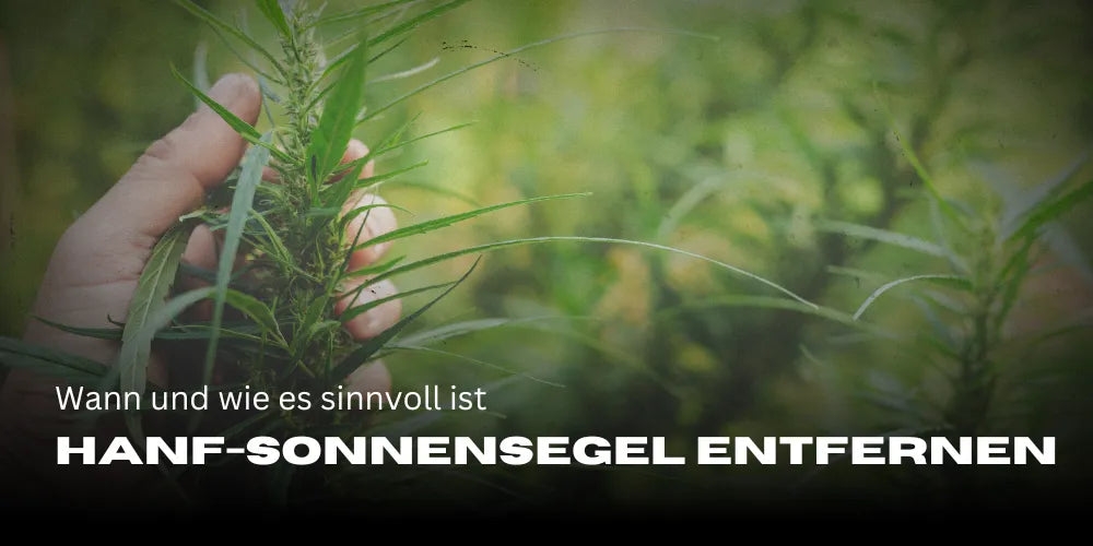 Usuwanie konopnych żagli przeciwsłonecznych: kiedy i jak ma to sens-Smagro GmbH