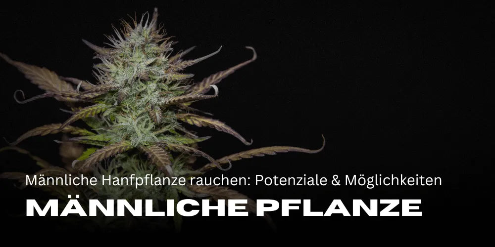 Smoking male hemp plants: Potentials and possible uses