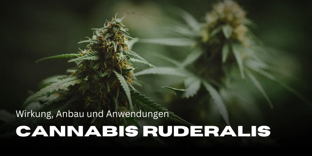 Canabis Ruderalis: Efect, cultivare și utilizări