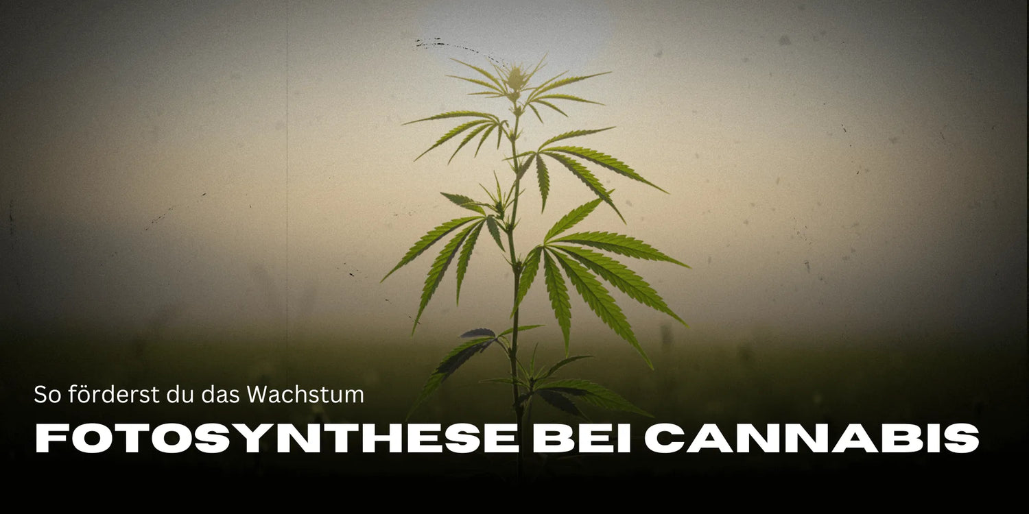Fotosíntesis en plantas de cannabis