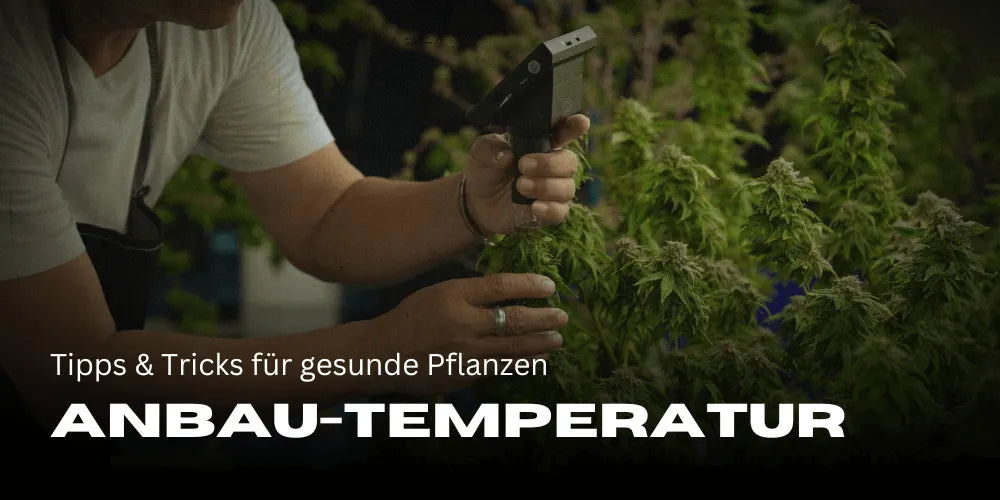 Cannabis cultivation temperature: Tips and tricks for healthy plants