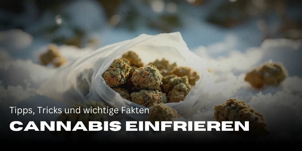 egy zacskó tele kannabisz virágokkal fekszik a havon – a téma: „Kannabisz lefagyasztása”