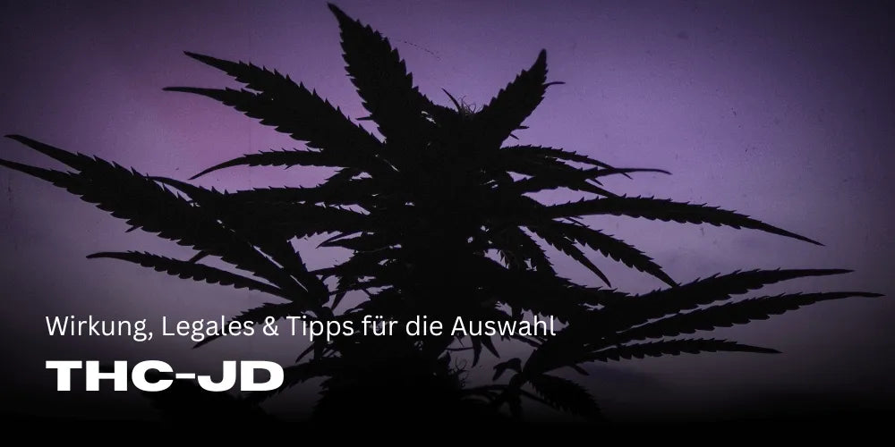 THC JD: Efect, legalitate și sfaturi pentru alegere
