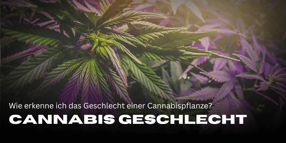 Recunoașterea sexului la canabis: Ghidul tău simplu pentru cultivatori - Smagro GmbH
