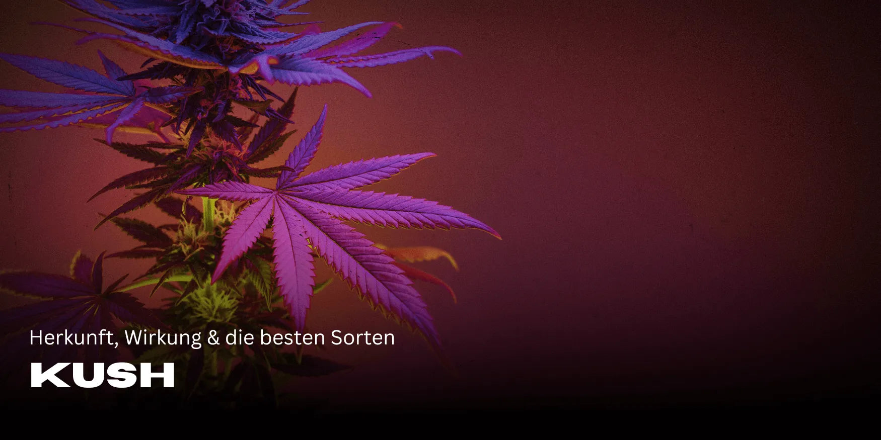 Kush: Origin, effects & the best strains at a glance - Smagro GmbH