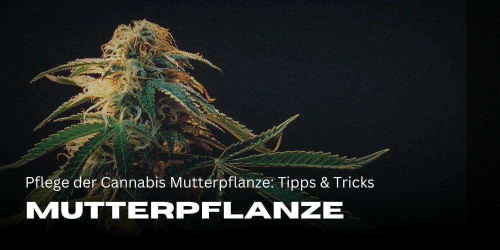 Cuidados da planta mãe de Cannabis: Dicas & Truques