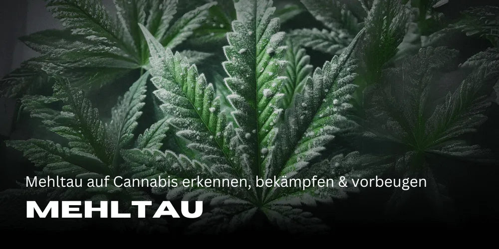 Reconhecer, combater e prevenir o míldio na Cannabis
